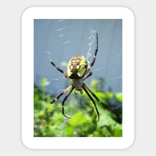 Orb Weaver Spider Sticker